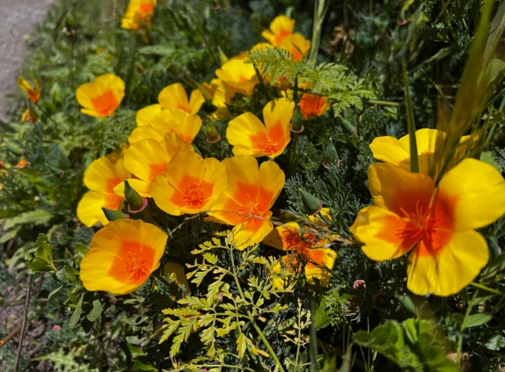 California Poppies